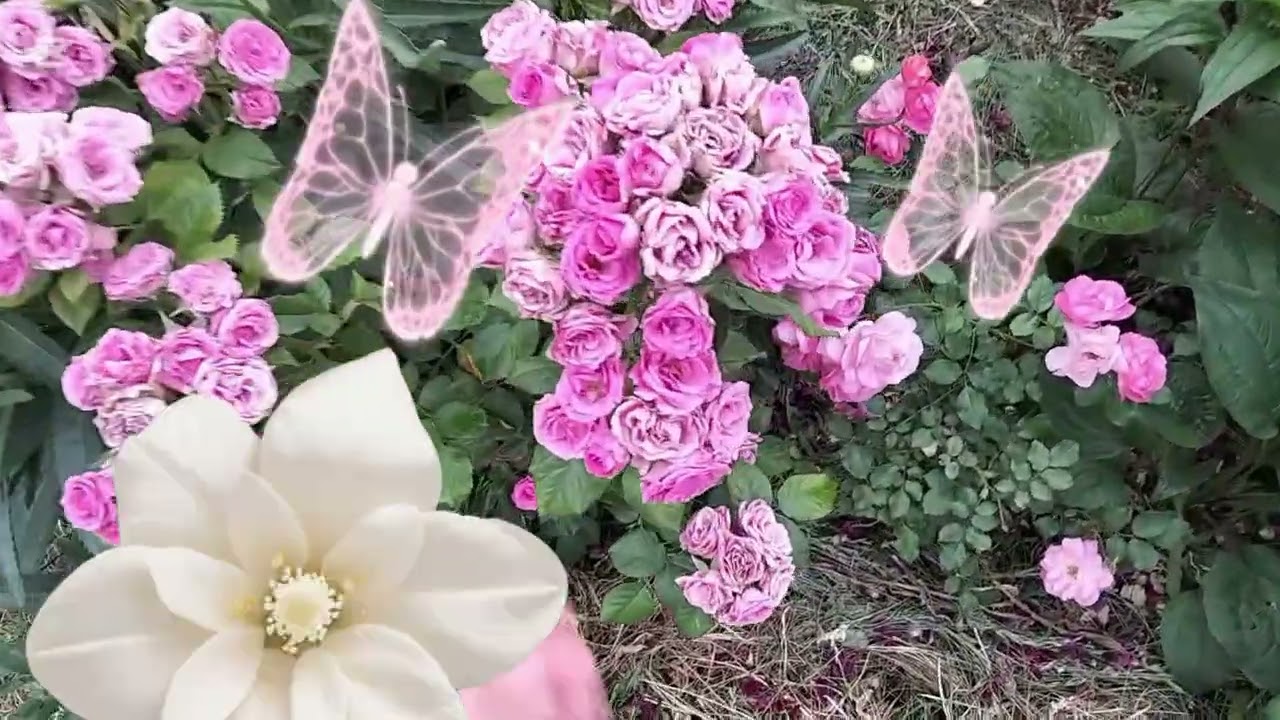 Алегрия биік раушан гүлі, Лидия спрей раушан гүлі, т.б🌹