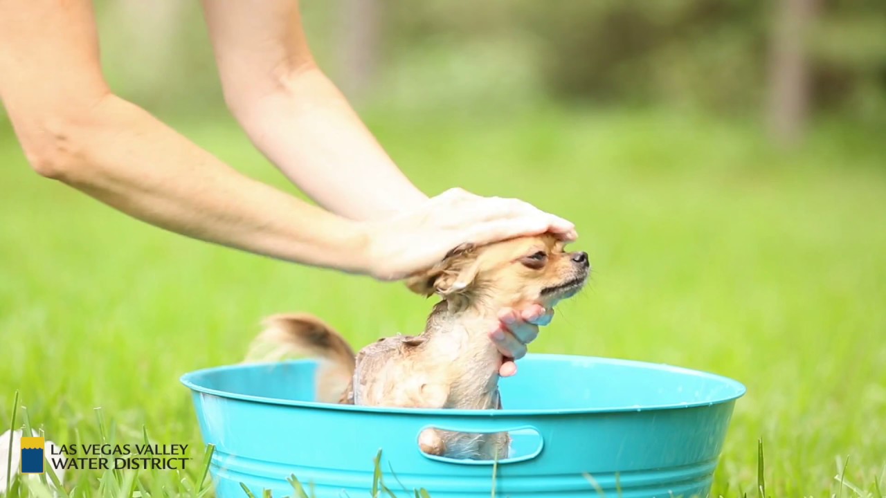 Going paperless is easier than washing your dog