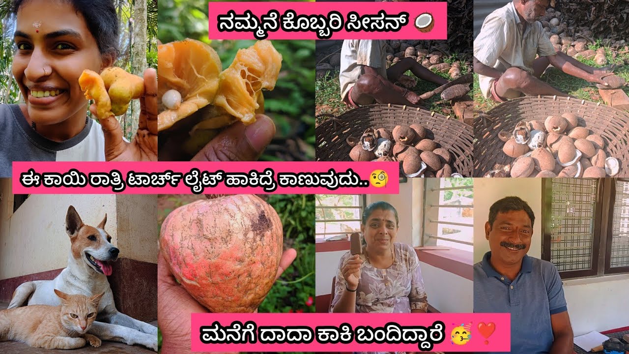 ಮನೆಗೆ ದಾದಾ, ಕಾಕಿ ಬಂದಿದ್ದಾರೆ🥳❣️ಈ ಕಾಯಿ ರಾತ್ರಿ 🌃 ಟಾರ್ಚ್ ಹಾಕಿ ನೋಡಿದ್ರೇನೆ ಕಾಣುದು..🧐