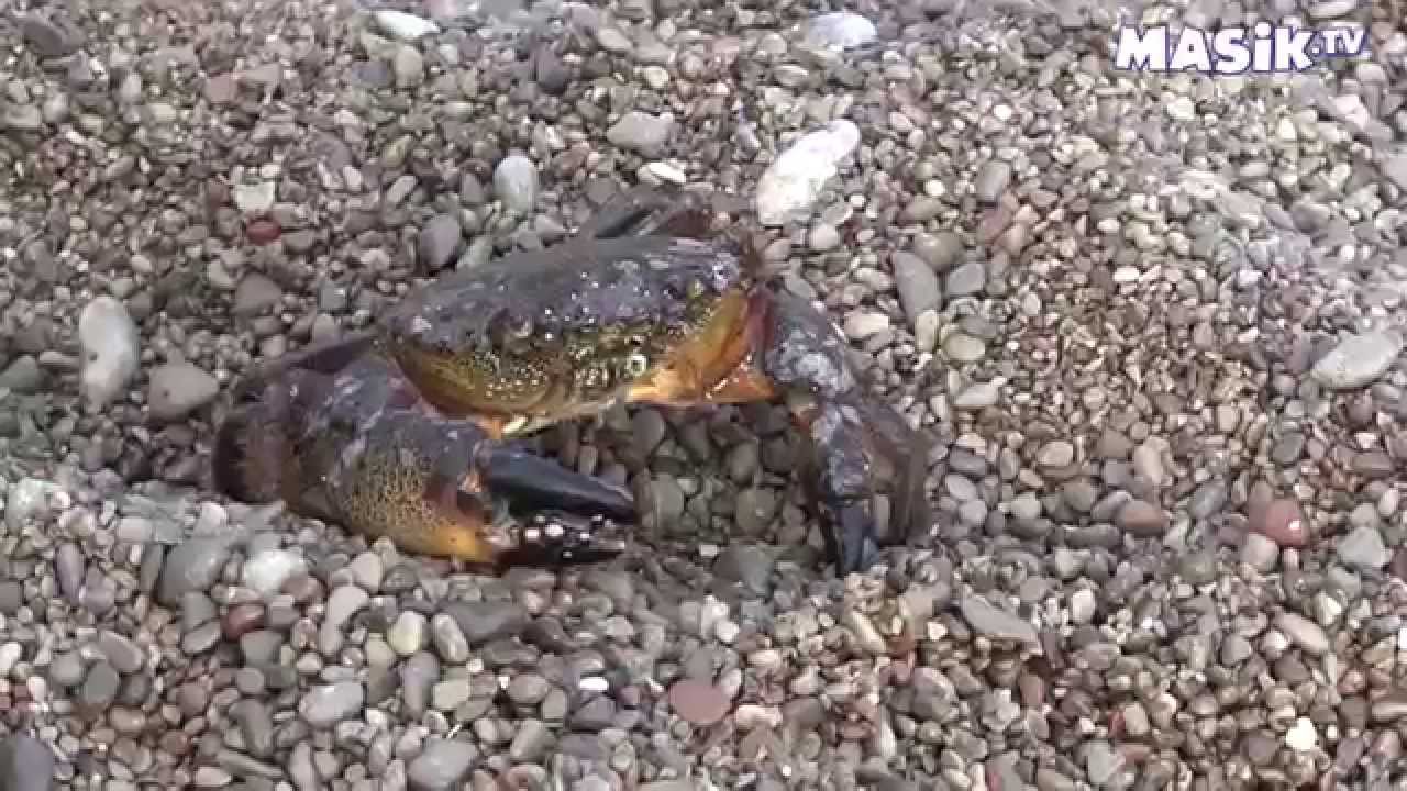 краб с черного моря