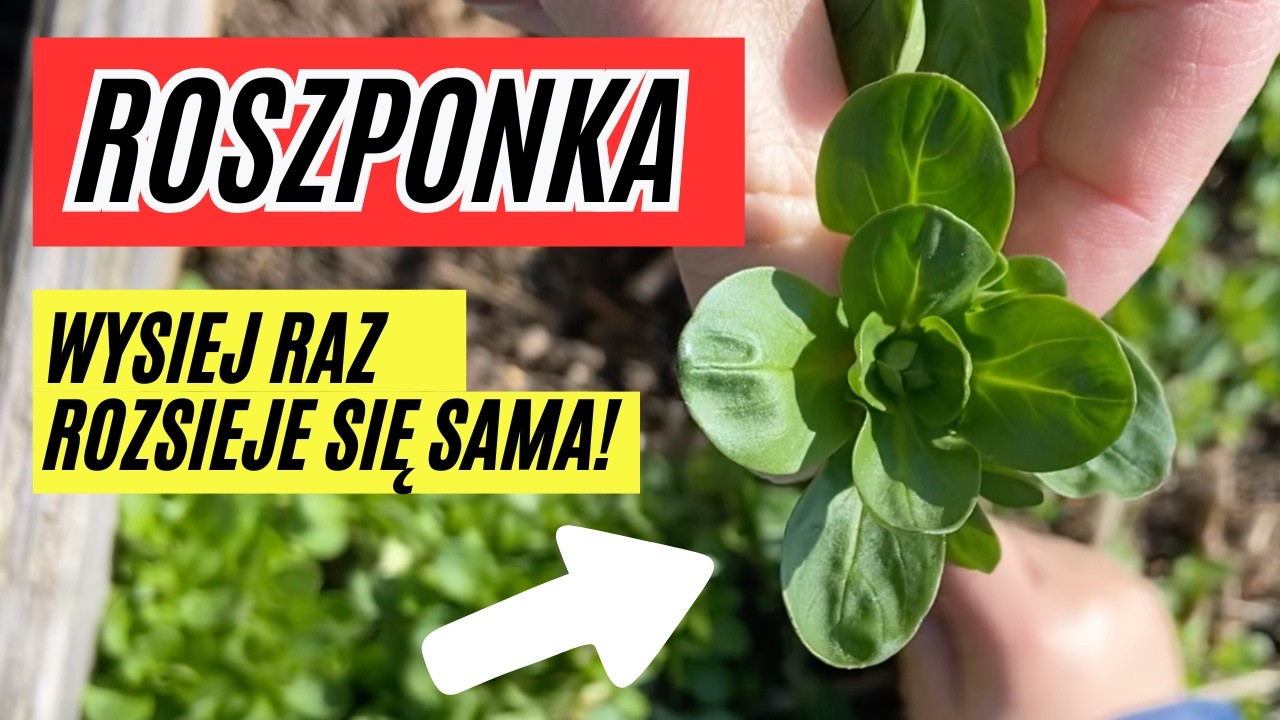 Roszponka od A do Z - Już Jej Nie Kupisz! Jak Uprawiać Roszponkę
