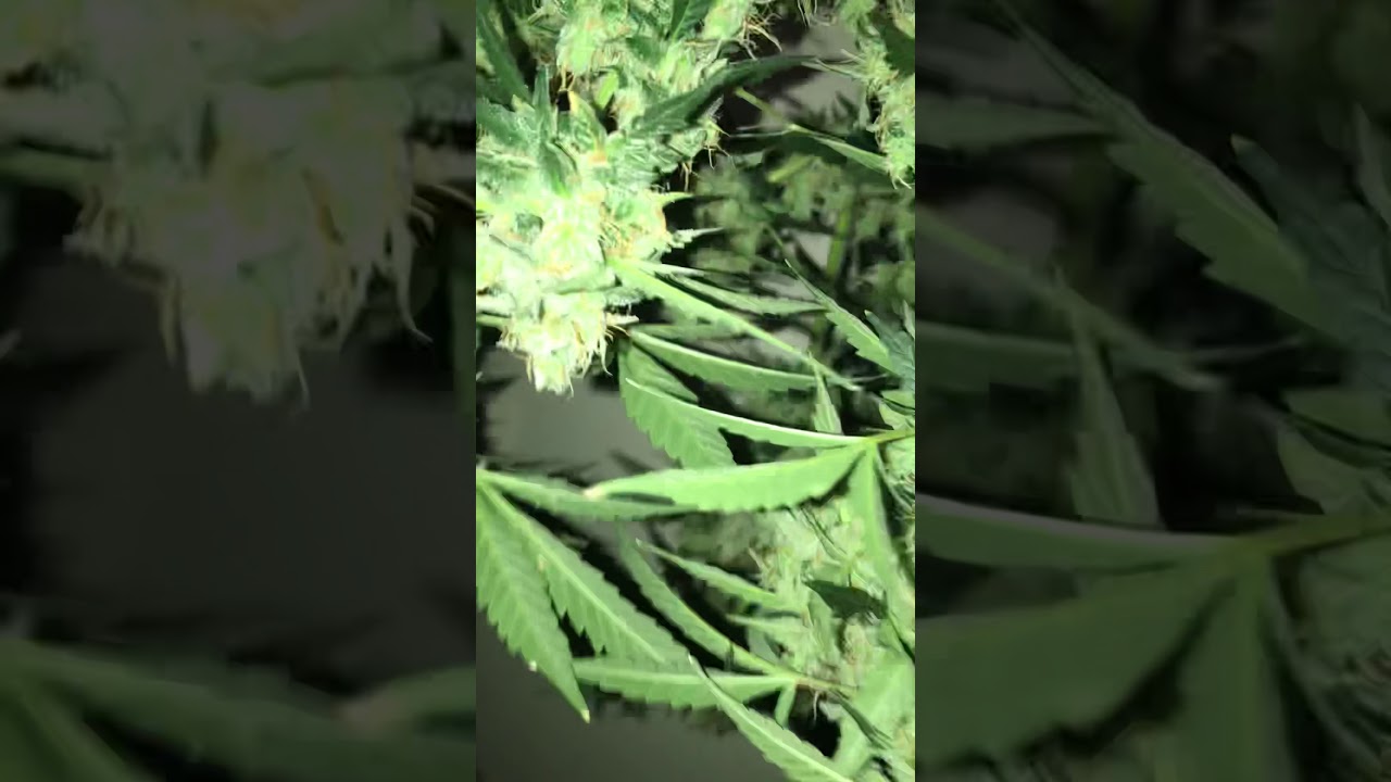 AutoFlower (Moby Dick)