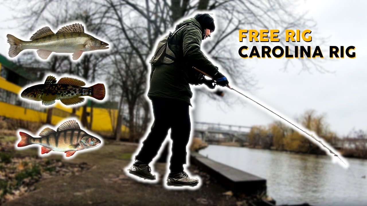 Žvejyba UL spiningu žiemą, FREE RIG CAROLINA RIG