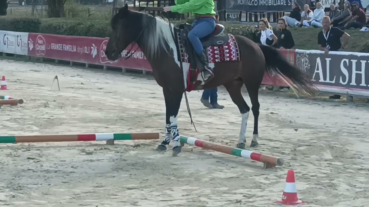 Campionato Italiano Monta da lavoro Gimkana 2024