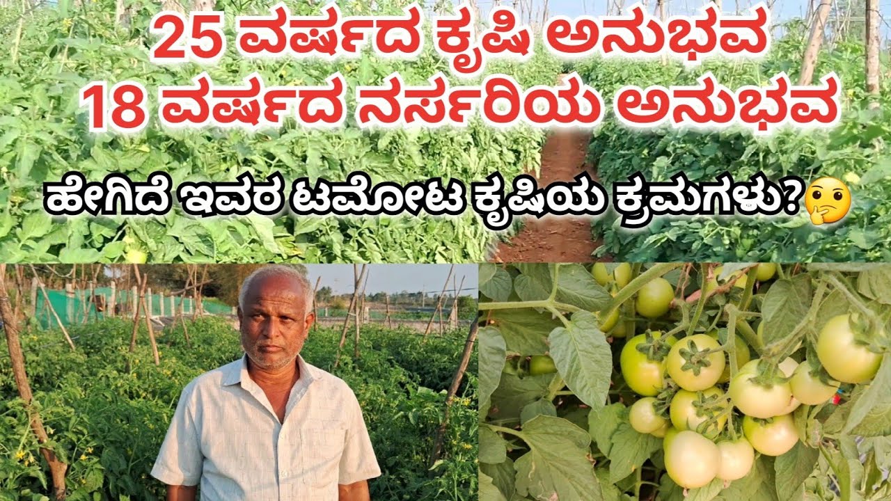 ಹೊಸ ತಳಿ ಮೊದಲು ನಾನು ನಾಟಿ ಮಾಡಿ OK ಆದರೆ ನಂತರ ರೈತರಿಗೆ ಸಸಿ ಕೊಡುತ್ತಿನಿ | 25 years tomato🍅 farming exp