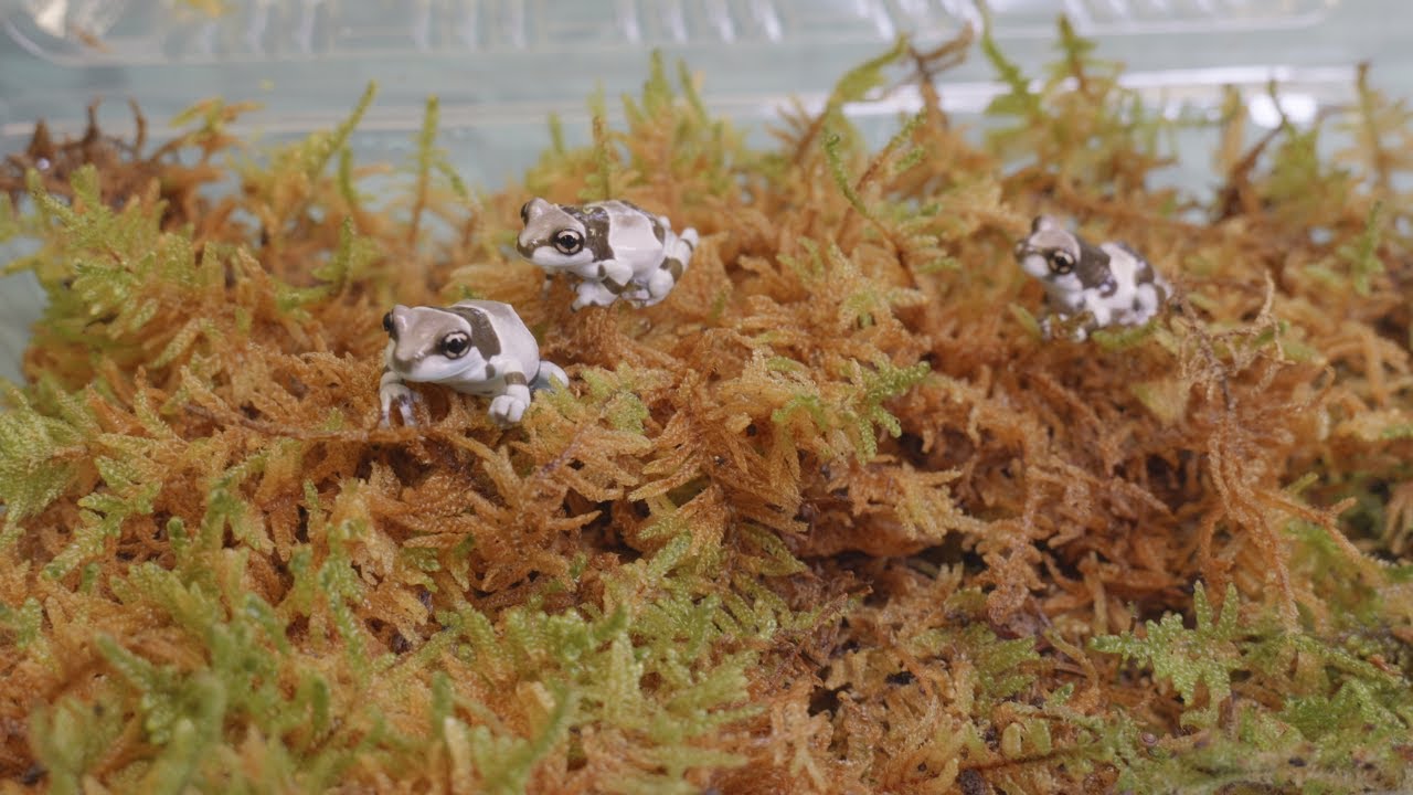 秋葉原本店の新入荷をご紹介します！