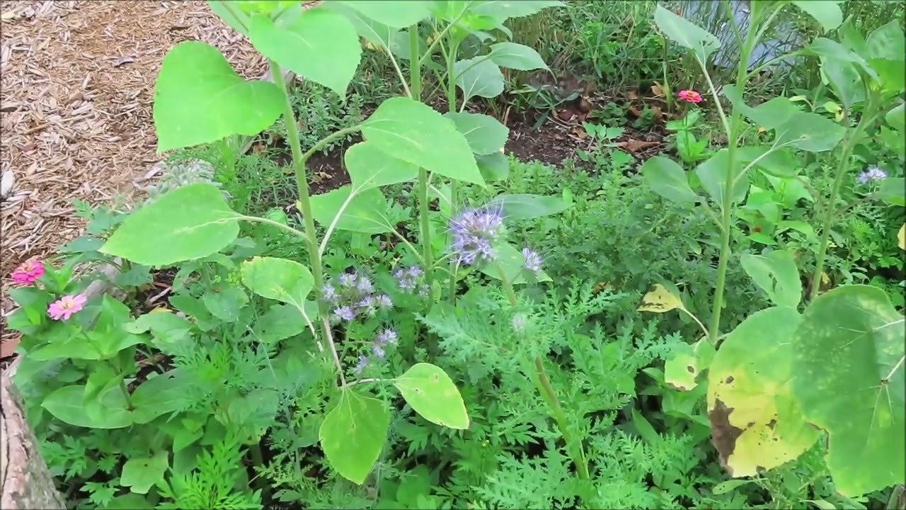 Bees Friend - A Good Pollinator Plant -  @CEGNatives