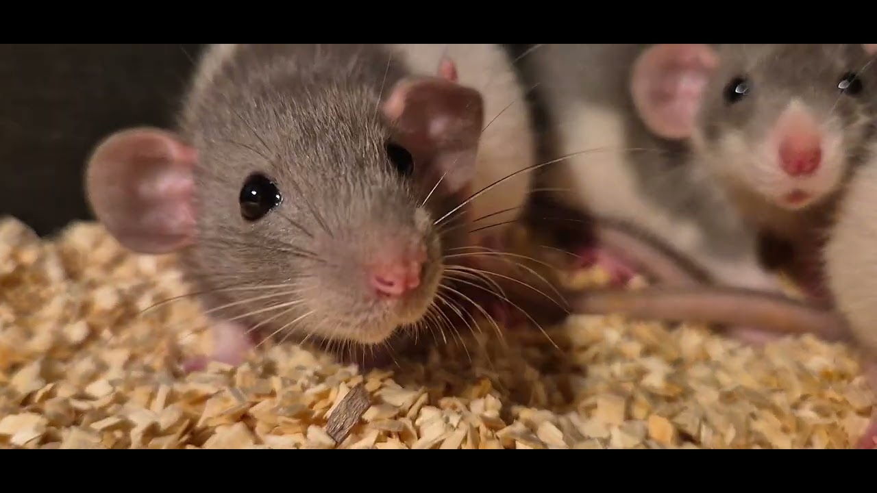 귀여운 덤보들🐾