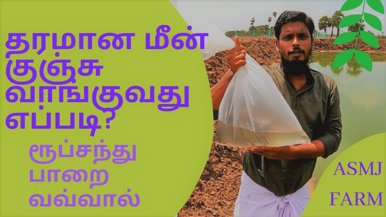 மீன் குஞ்சு வாங்குவது எப்படி?