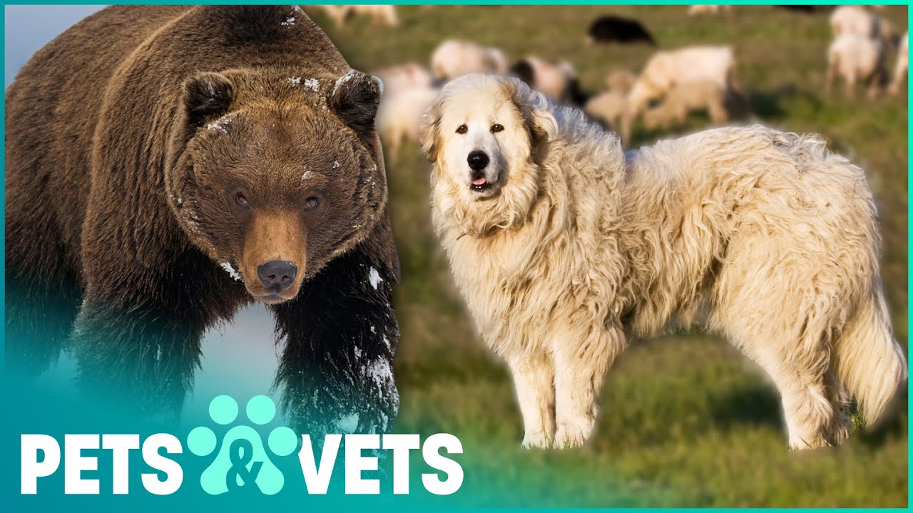 Huge Sheepdogs Protect Flocks From Brown Bears | Dogs with Jobs | Pets & Vets
