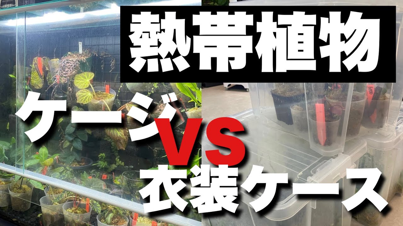 熱帯植物の管理が簡単なのはケージ？衣装ケース？