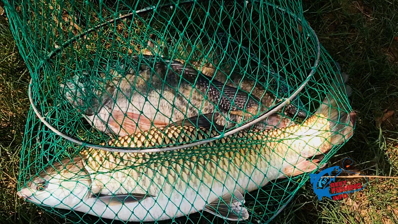 আমিন মোহাম্মদ এগ্রো তে মৎস শিকার | ঢাকার কাছে | Fishing at Amin Mohammad Agro | Birulia Savar