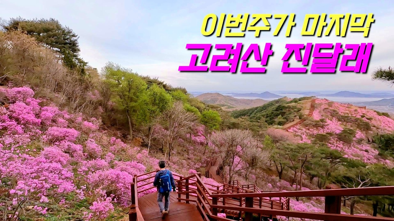 (2025.4.23.개화상황) 고려산 진달래 / 이번주가 마지막 서두르세요!! / 경기3대 진달래군락지 / 백련사코스 / 등린이추천