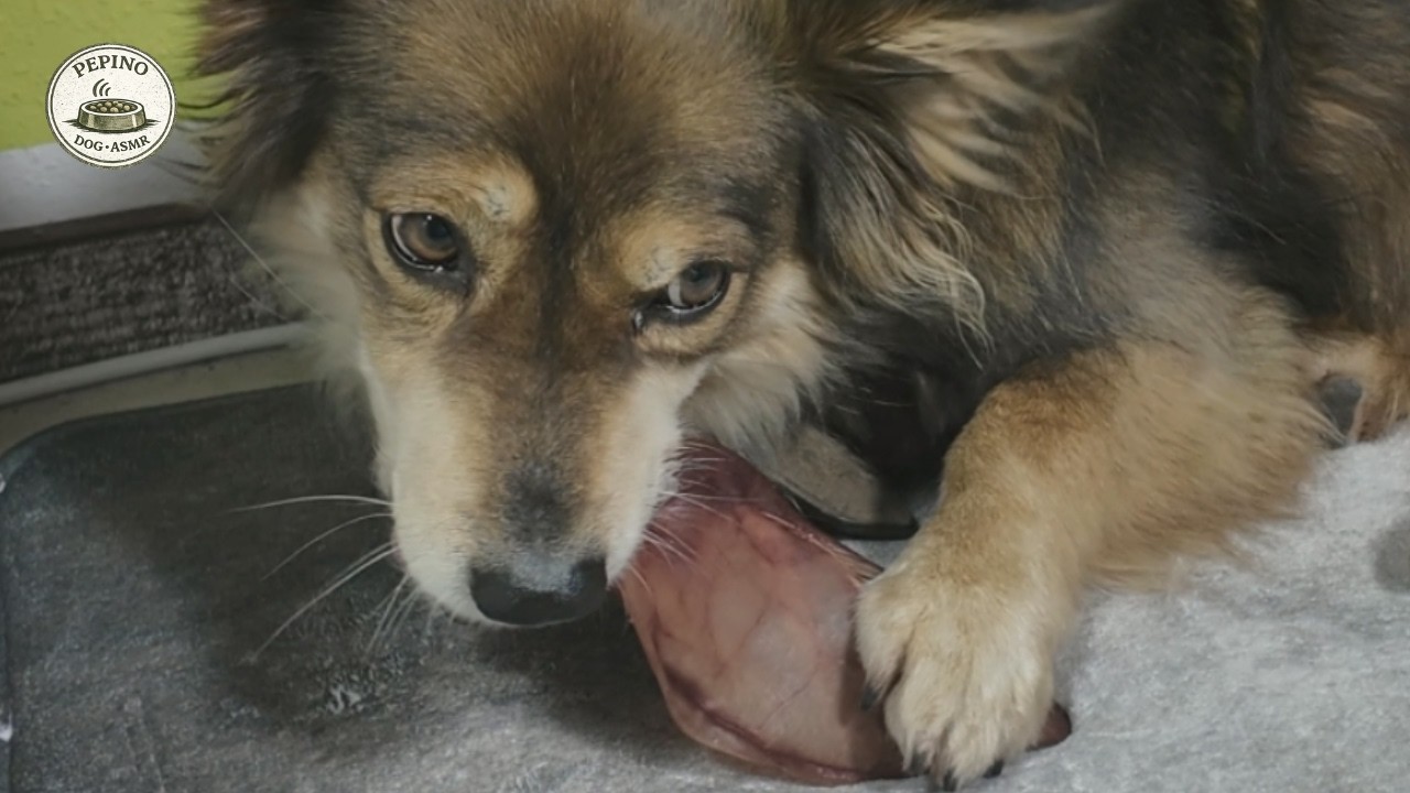 Dog Eating ASMR | 30 Minutes Deep Chewing Sounds (Dried Pork Ear)