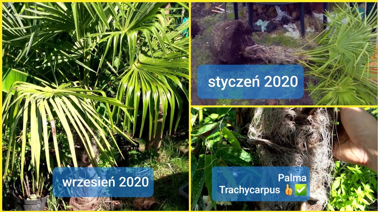 #1121✅-Palma Trachycarpus posadzona w styczniu 2020.Porównanie-Zima-Lato.Jedna z odporniejszych Palm
