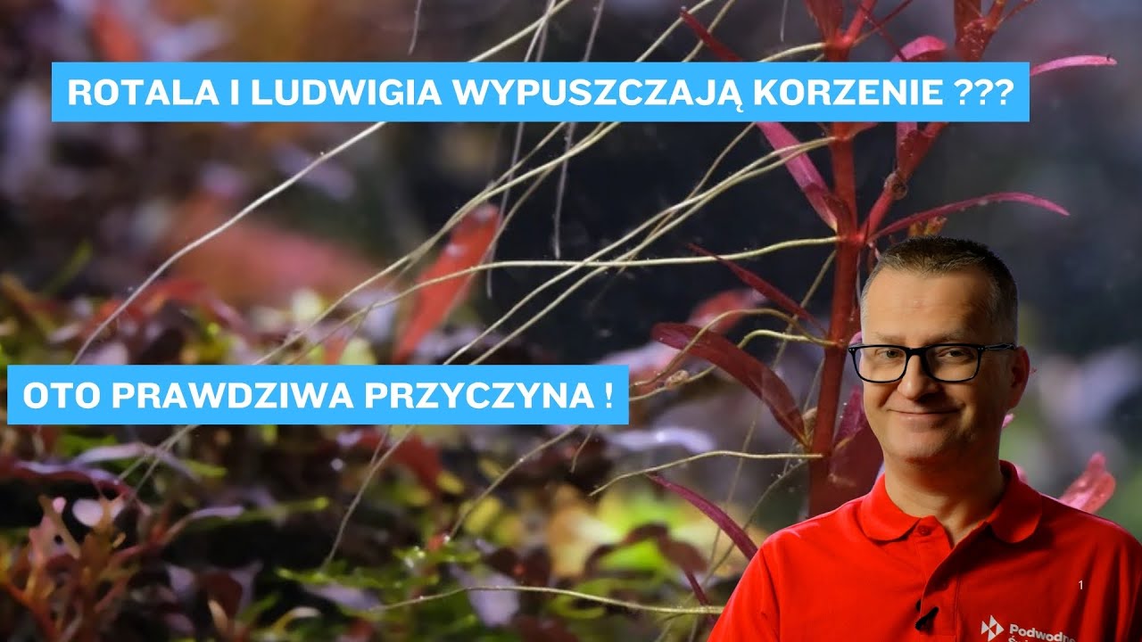 Rotala i Ludwigia wypuszczają korzenie??? Oto prawdziwa przyczyna !