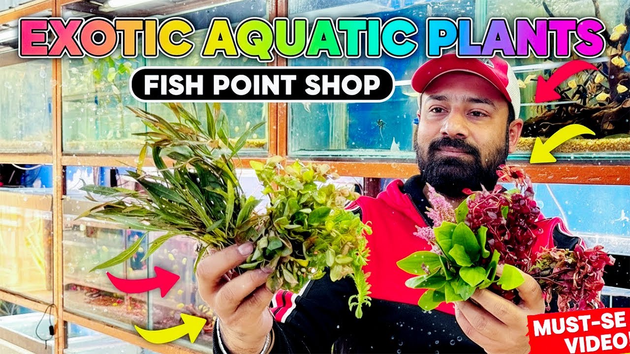 I Visited Fish Point Saddar and Found 5 RARE Aquatic Plants