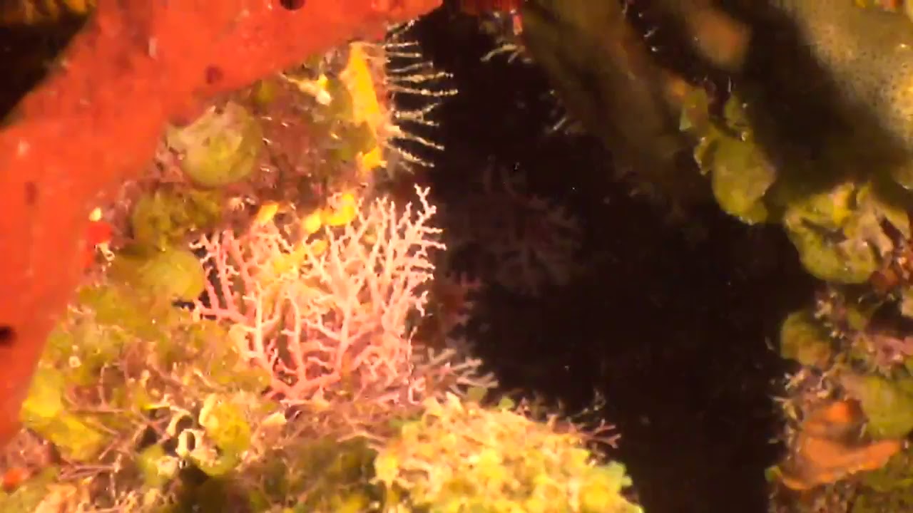 diveLIVE - Only Dive - July 13th 2018