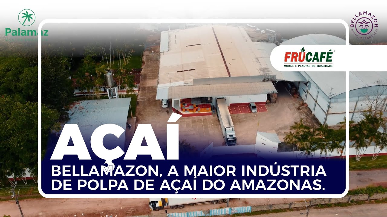 Bellamazon, Conheça a Maior Indústria de Polpa de Açaí de Codajás, no AM.