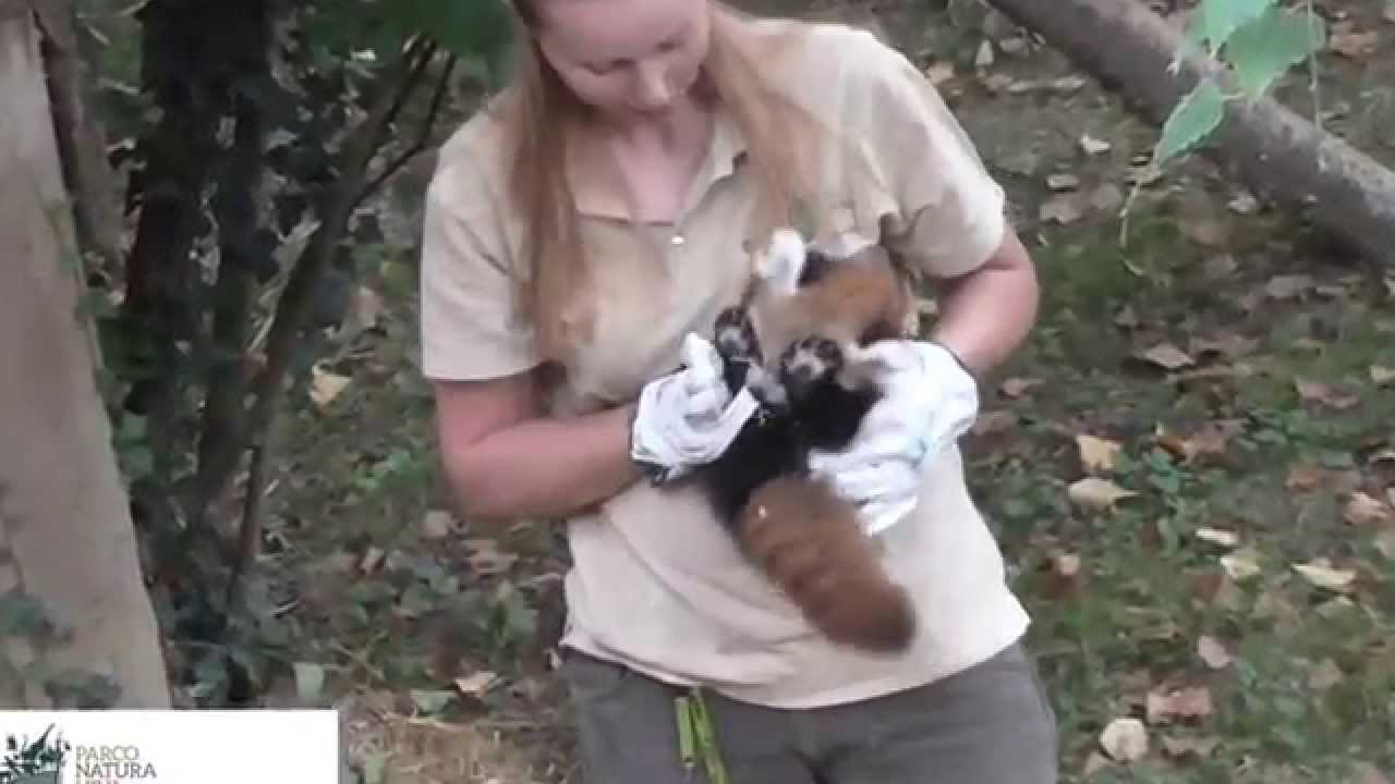 Pesata dei piccoli di panda rosso: è un doppio fiocco azzurro!
