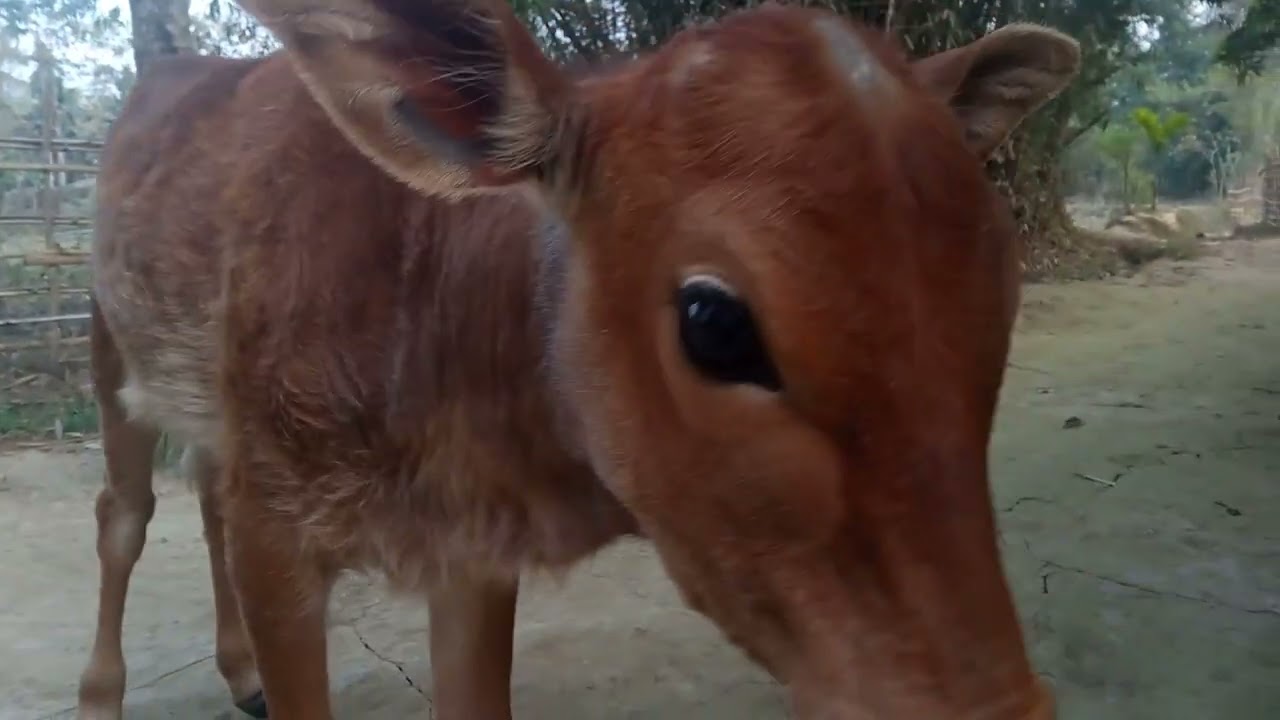 The cat and the calf | Countryside Assam | Pure Nature