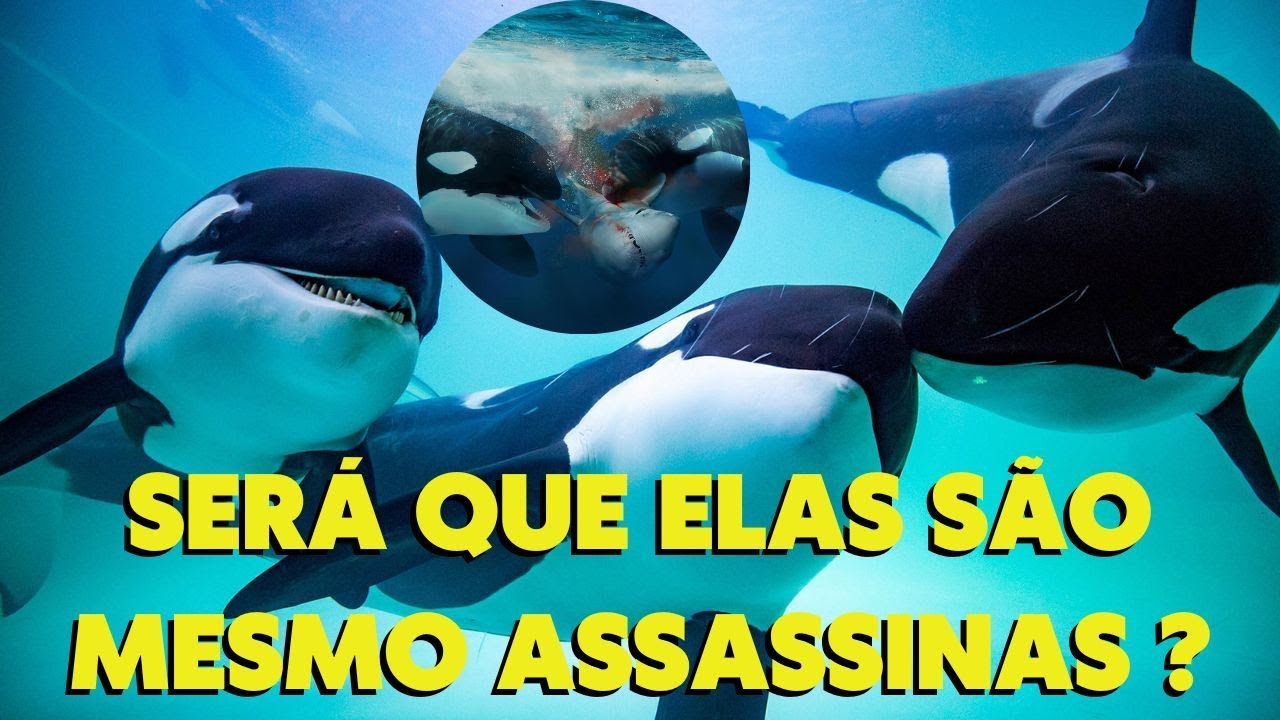 GIGANTE DOS MARES | FATOS DESCONHECIDOS | BIOLOGIA MARINHA | DEUS DA MORTE