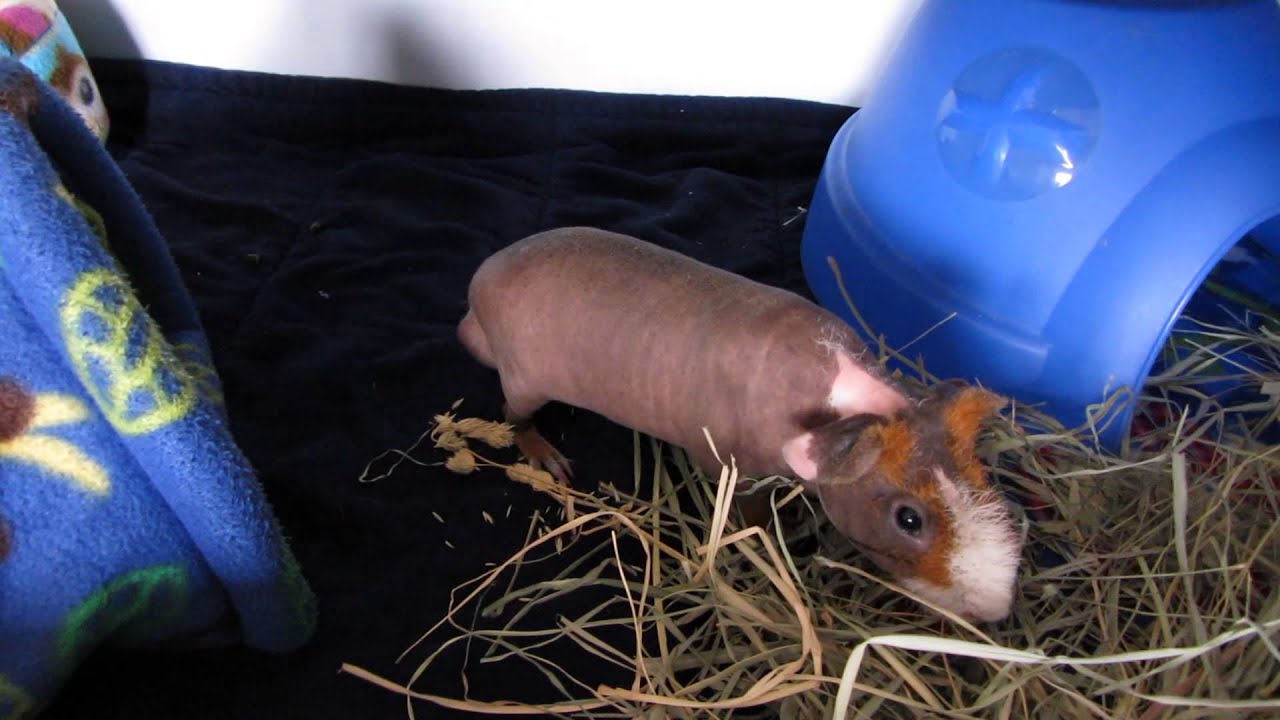 Guinea Pig Popcorning! New Skinny Pig?!?!