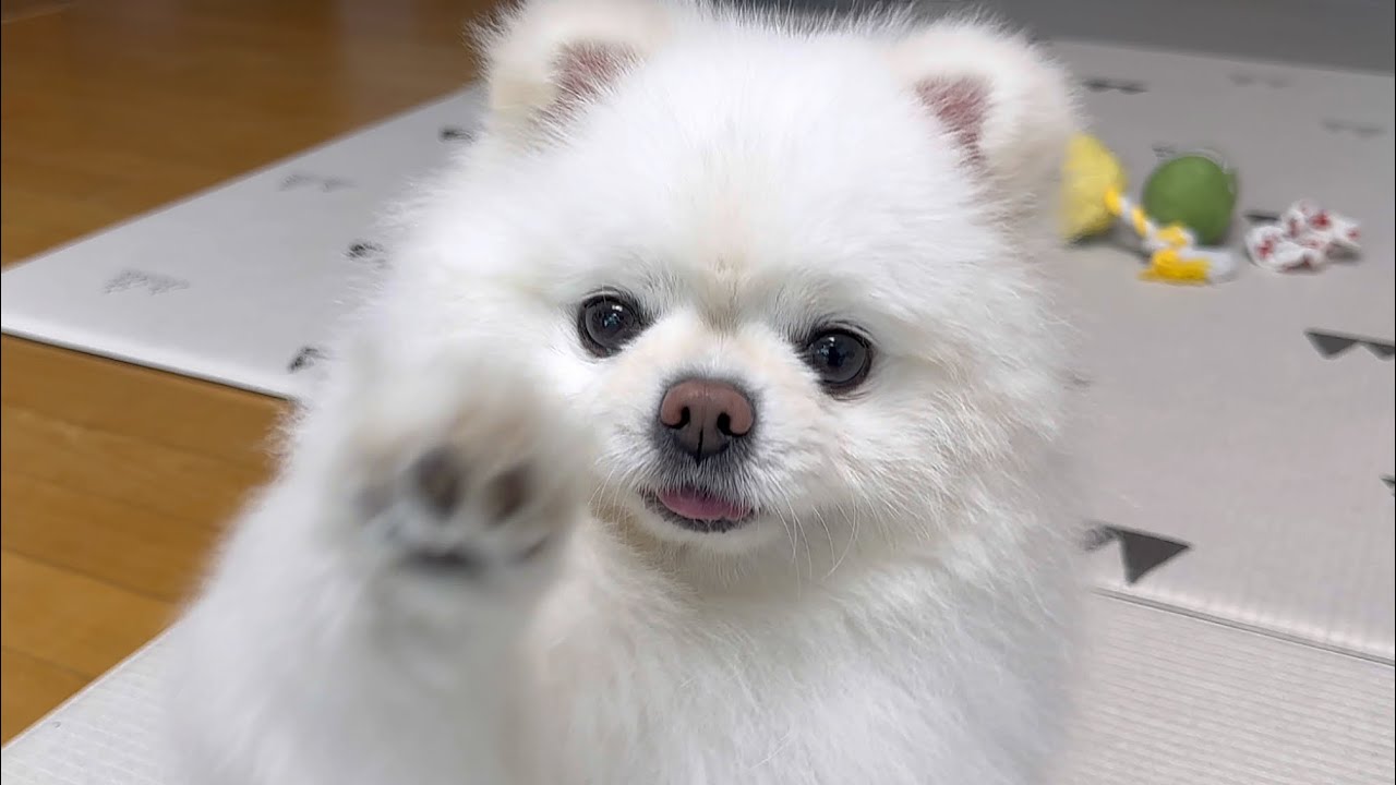 알려준 개인기 이상하게 써먹는 강아지ㅋㅋㅋ