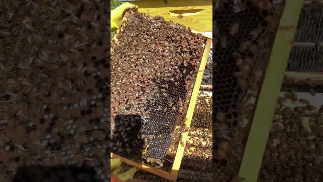 Apicoltura 2024 5Maggio