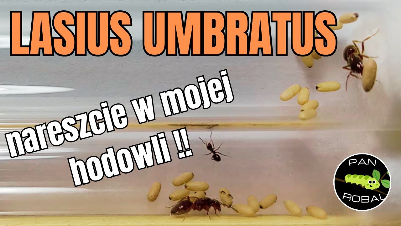 🐜 Złapałem Królowe LASIUS UMBRATUS! 👑 Start Kolonii 🧪