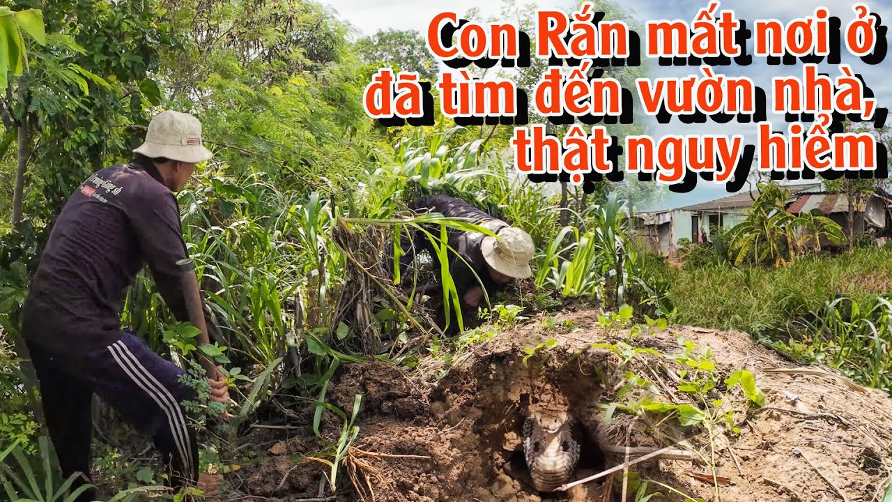 Lặng lẻ bắt đi con Rắn Độc nguy hiểm chực chờ trong vườn nhà người lạ | TGSB #912