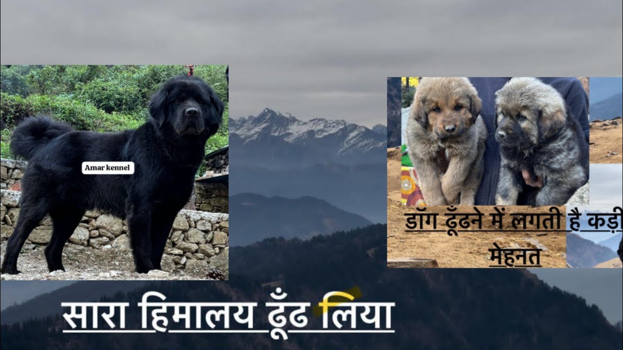 जितना आसान आपको लगता है भोटिया डॉग मिलना उतना है नहीं 