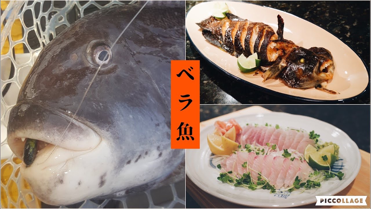 🔥 Japanese Street Food Catch and Cook: Tautog Wrasse Fish ベラ 活魚 生鱼片