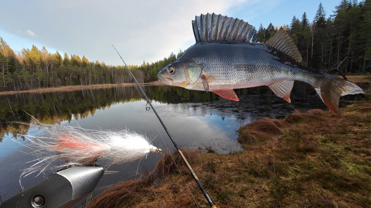 Fishing FLIES on the dropshot rig?! Does it really work? Tie to Catch Episode 4.