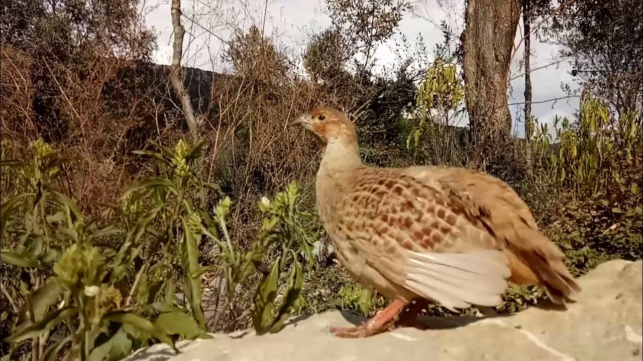 Irani Partridge Feeling Good in The Sun