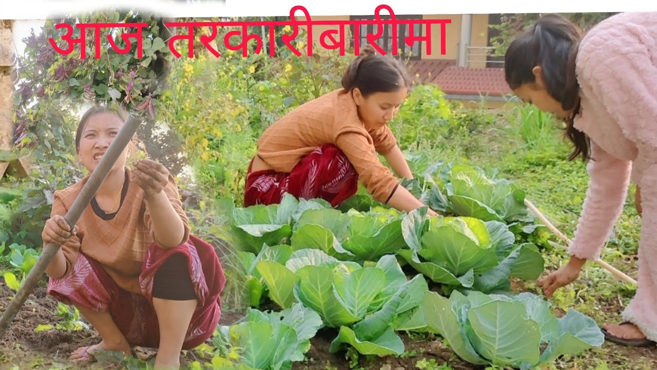 आज हामी करेसाबारीतिर 🥰 