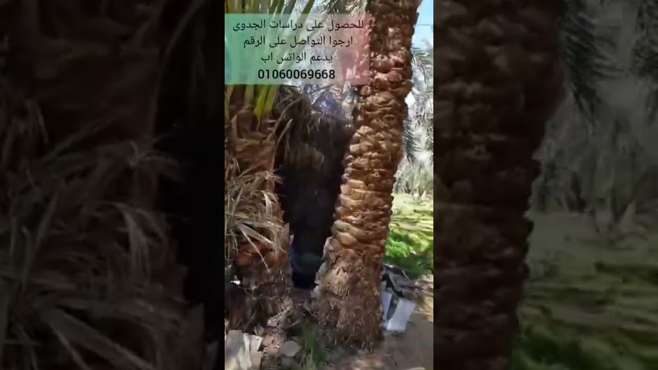 أزرع نخل صعيدي ولا مجدول ؟ ما هو الفرق بين الأسعار والارباح وأفضل وأنسب نوع نخل في الواحات البحريه ؟