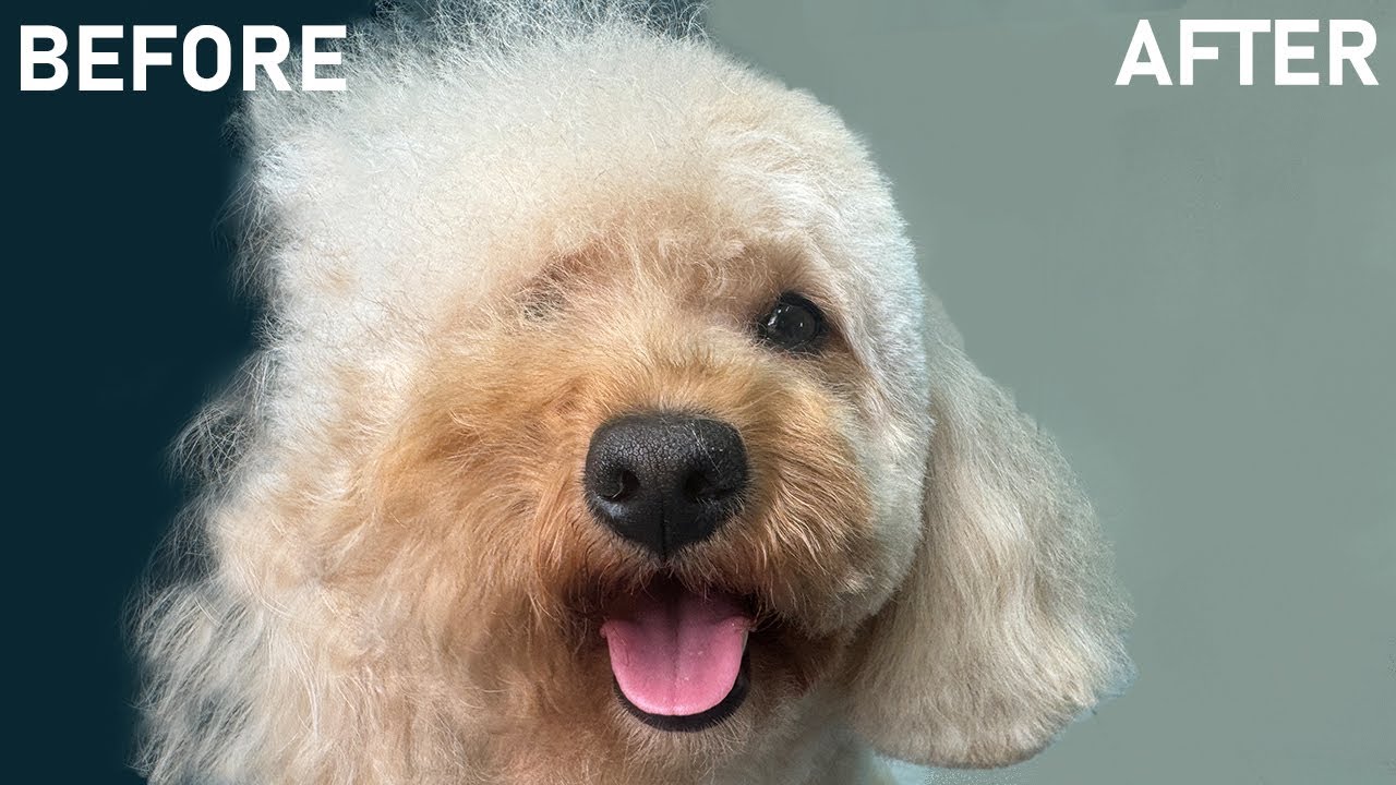 Grooming a Poodle