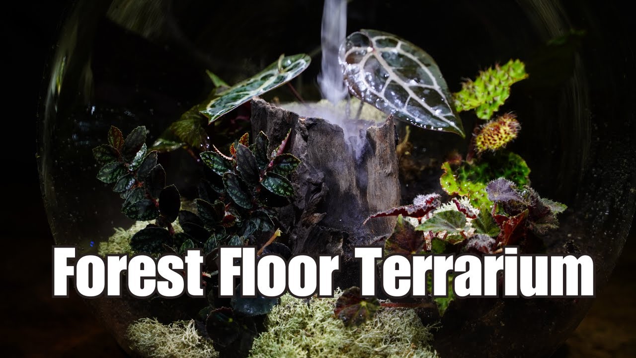 Beginner Terrarium : BiOrb Air 30