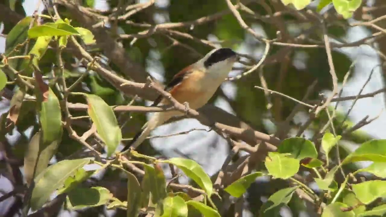 Pie-grièche à bandeau, bay-backed shrike, lanius vittatus, Mirbat, Oman, novembre 2025