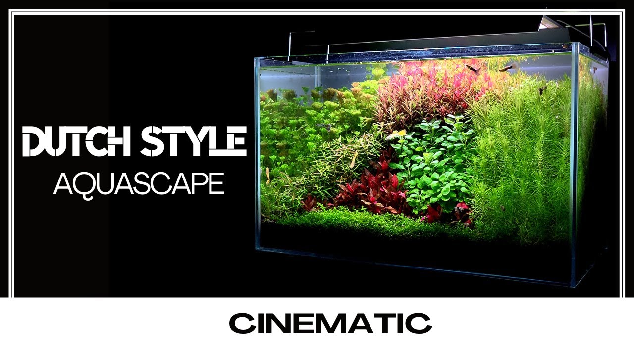 Dutch Style Aquascape - Cinematic