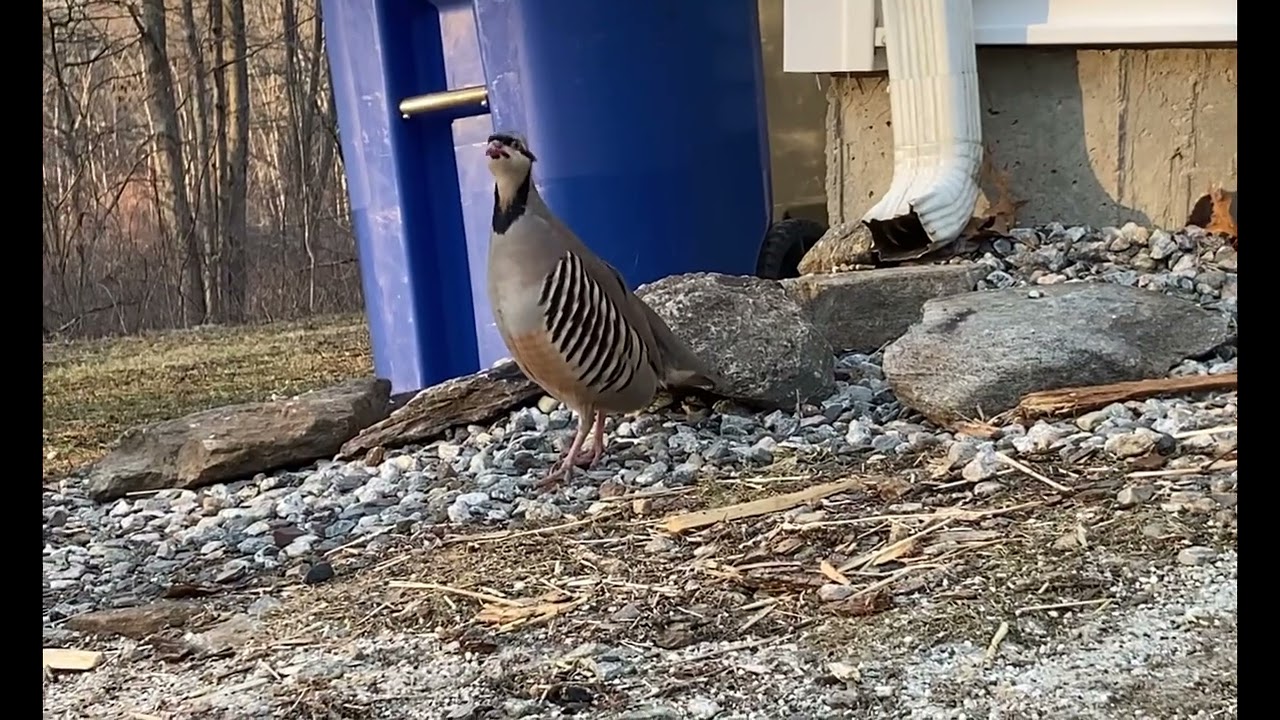 Chukar Call