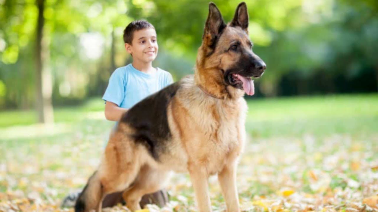 Sch&aelig;ferhund Beskytter B&oslash;rn og Ejer - Bedste Videoer