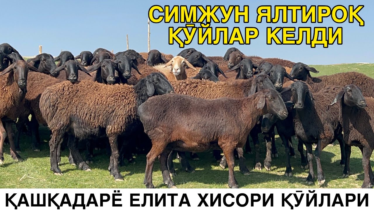 ОЛАМОН ХАЙРАТДА ☎️+998943320698