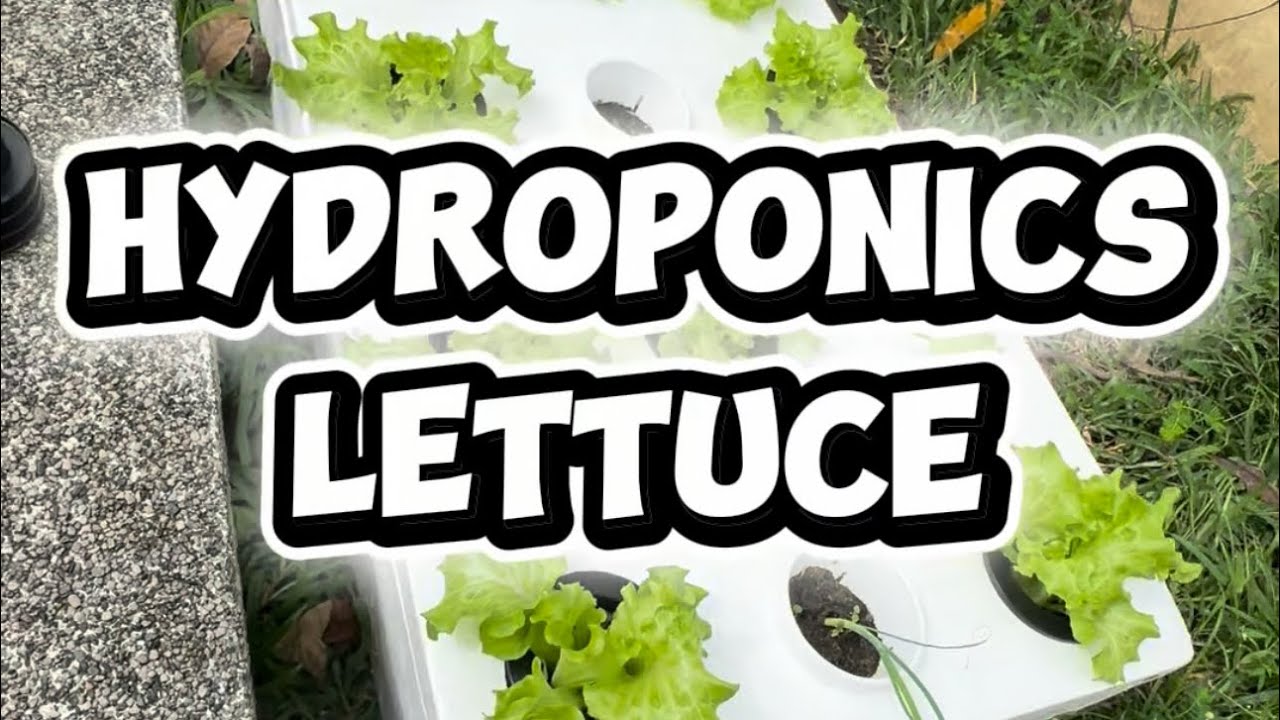 Hydroponics Lettuce for Beginners