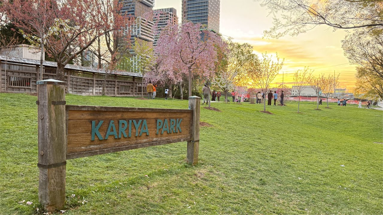 Kariya Park Mississauga Canada | Cherry Blossom on its peak | Blooming Cherry Blossoms 2025