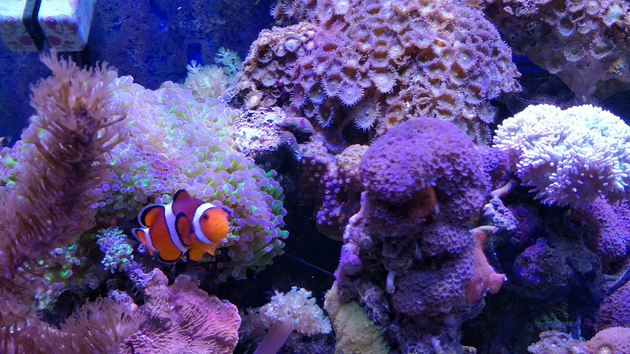 Chemi pure blue in my Nano awesome