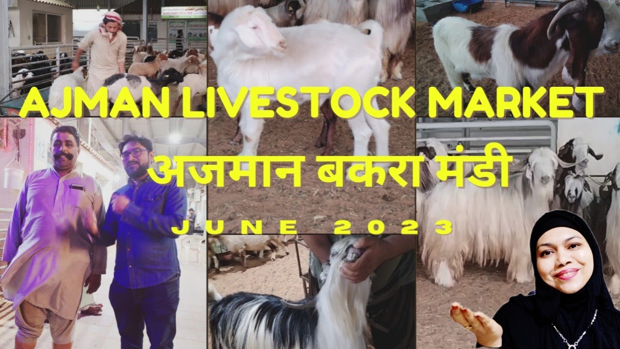 Ajman Livestock Market 2023. Maveshi Bazar 🐐🐑🐏 
