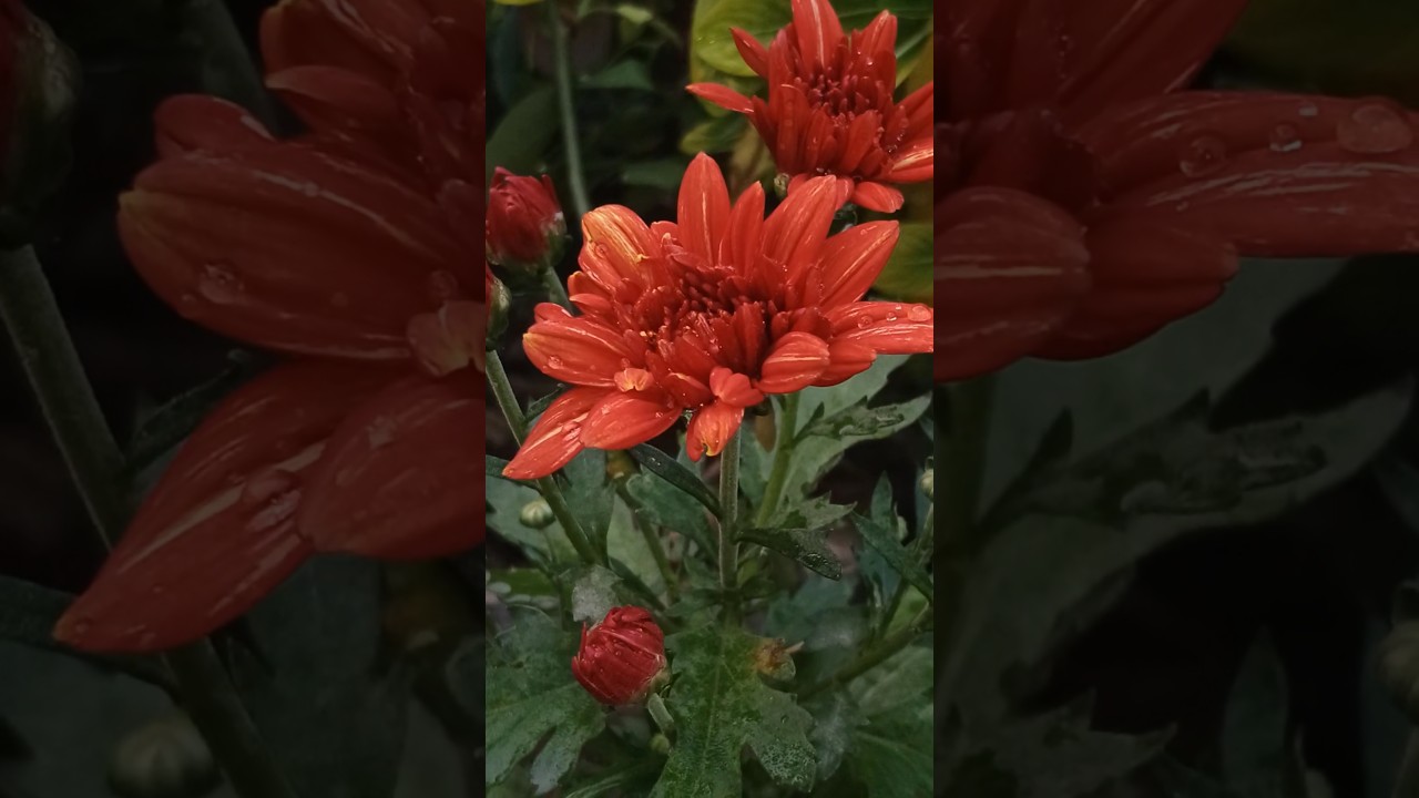 #nature
