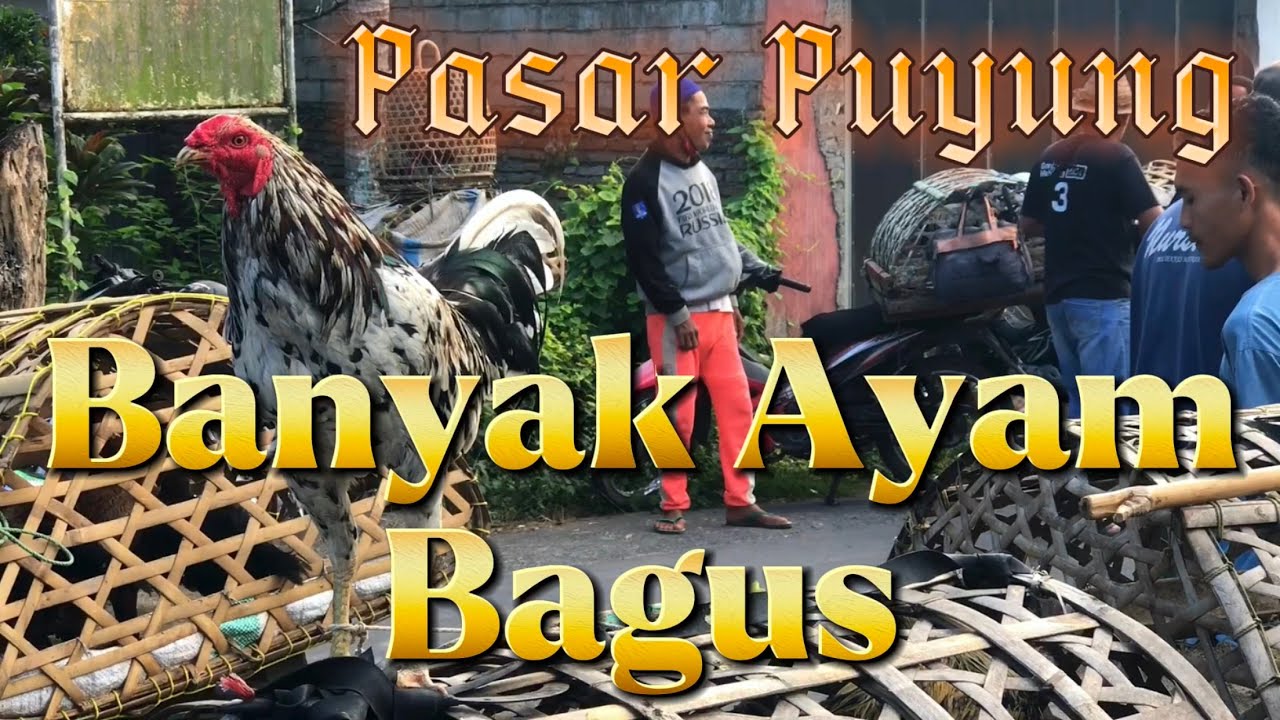 Ke Pasar Ayam puyung Lombok